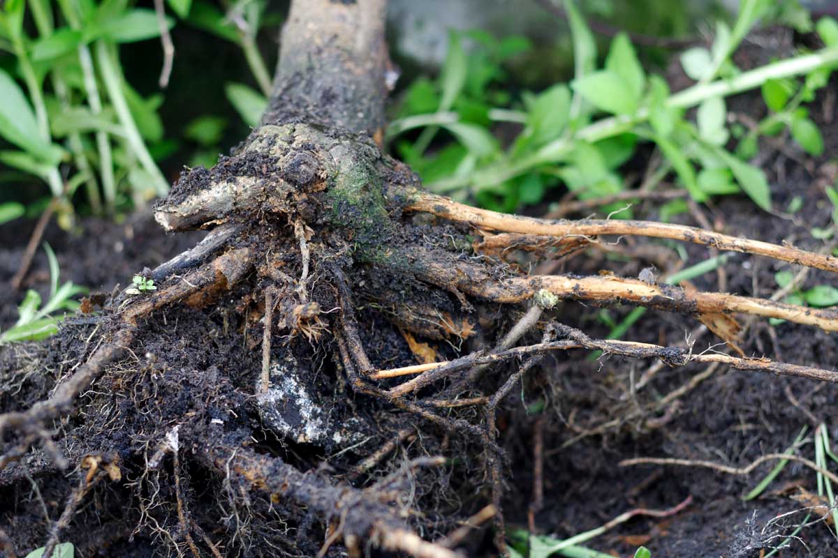 树根感染根腐烂。