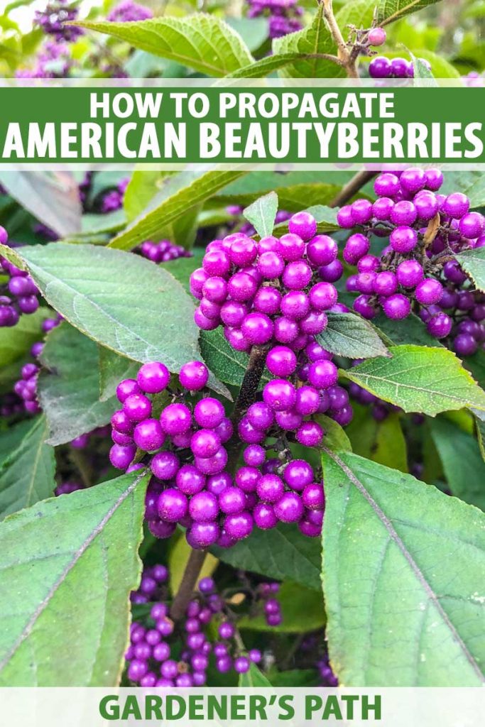 在早秋，紫色的美国美莓种子生长在灌木上。