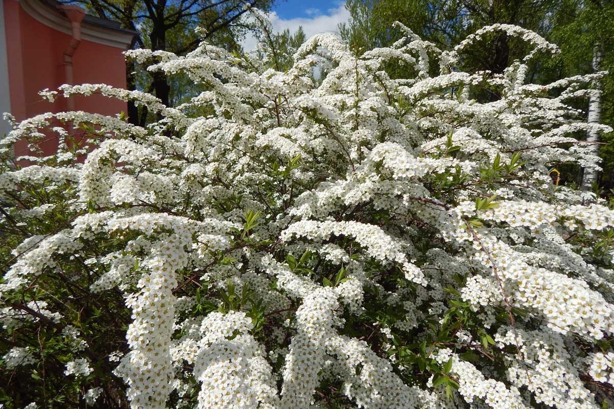 一个白花的spirea布什在后院设置。