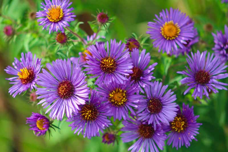 一个近距离的水平图像紫色蓝色的新英格兰紫菀花照片在一个软焦点背景。