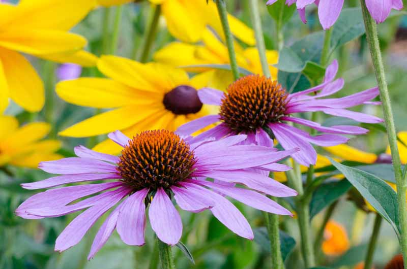 一个近距离的水平图像紫色圆锥花和黑眼睛苏珊生长在花坛。