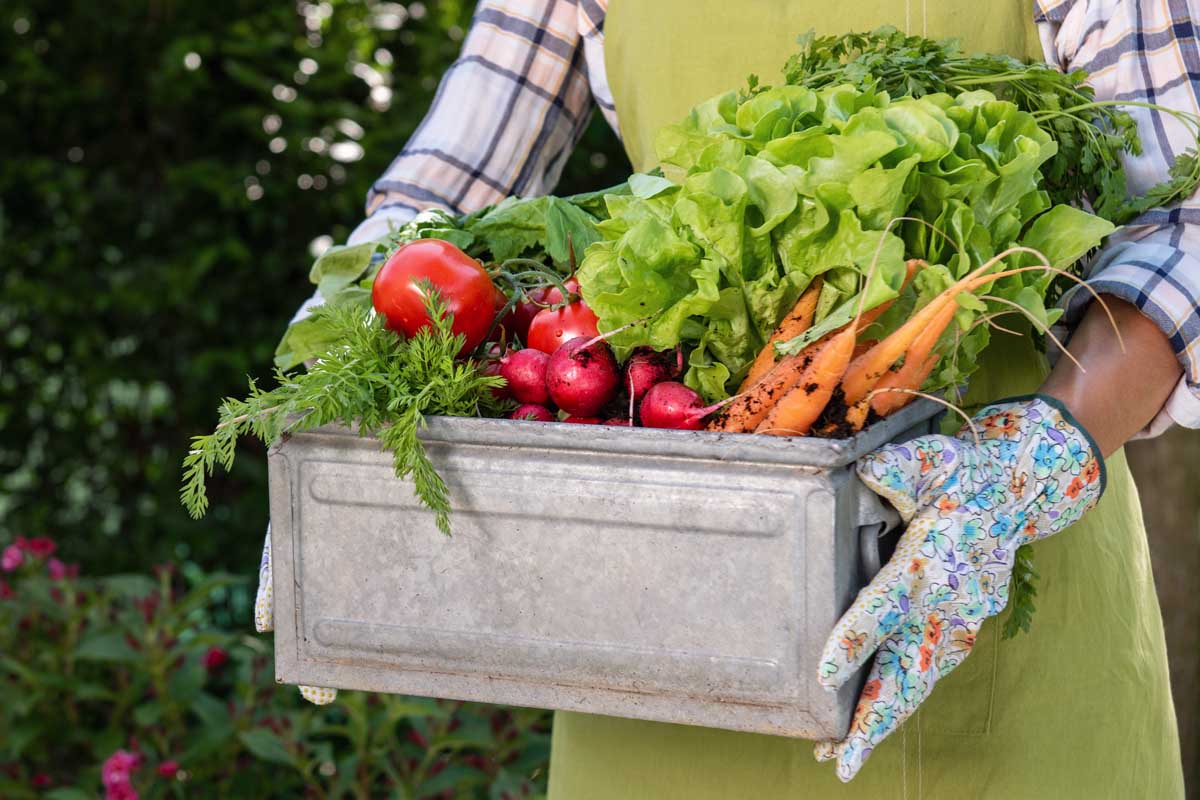 一个女人拥有一盒新鲜蔬菜她是从她的花园。躯干的手臂控制盒蔬菜。