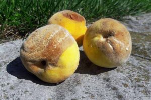 关闭三个黄色的桃子根霉腐烂的迹象。