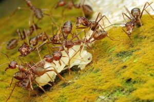 宏观的法老蚂蚁收集食物。