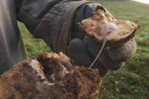 一位农民举着一个刚挖好的土豆，土豆块茎内部有一团软腐细菌。