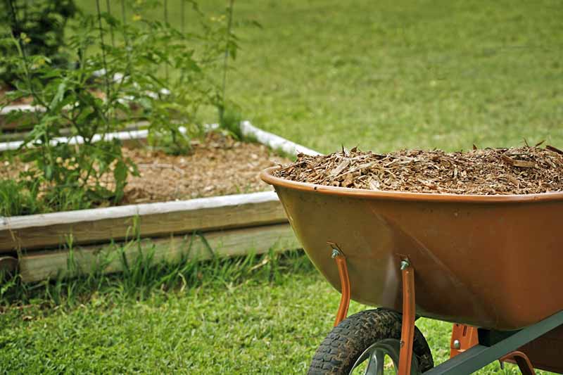 一辆棕色金属手推车的特写，上面有树皮覆盖物。背景是草坪和一个凸起的花园床，周围是木制的。