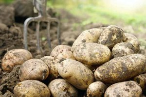 新鲜收获的土豆与土壤附着在前景。一个软焦点背景与花园叉子在地球上。