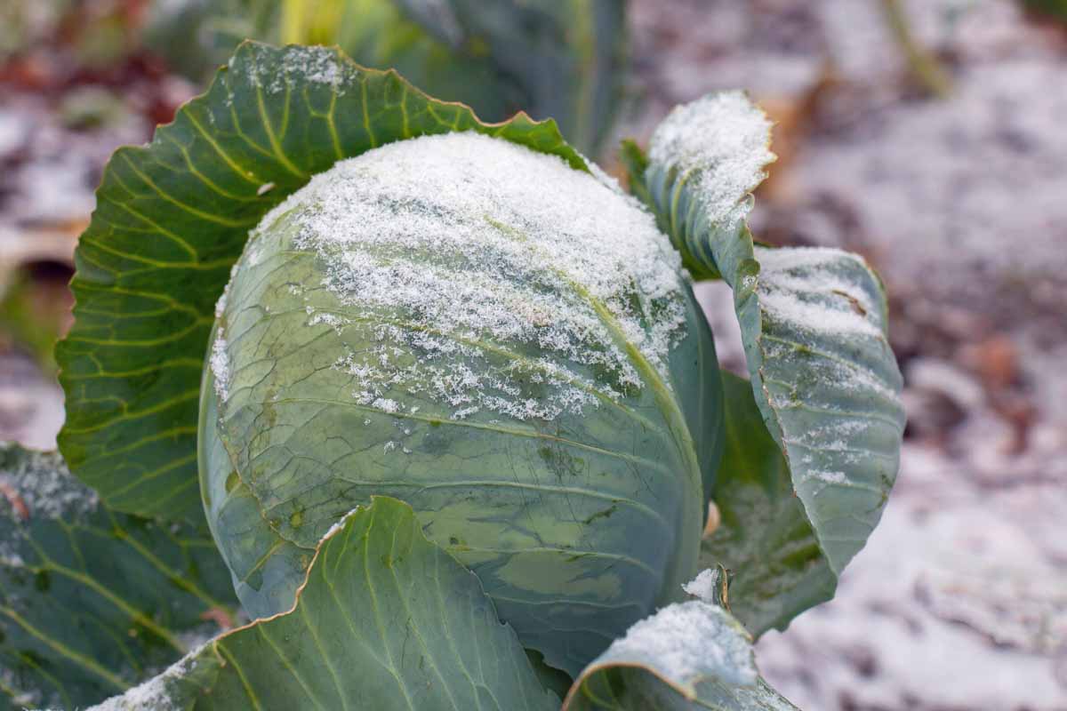 近距离的卷心菜头一层霜。外层叶子分开紧密内在的。