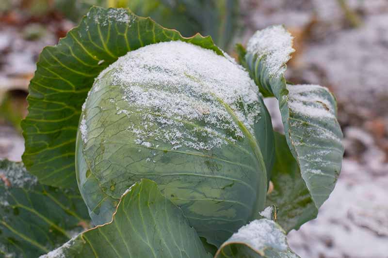 一个白菜头的特写，上面有一层薄薄的霜。外面的叶子已经和里面紧实的叶子分开了。背景是地面上的霜在柔和的焦点。