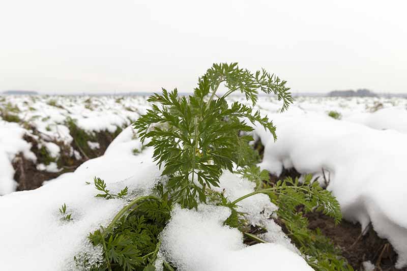 一个胡萝卜顶从积雪中伸出的特写。雪覆盖了它周围的地面和背景，在行之间可以看到一点土壤。