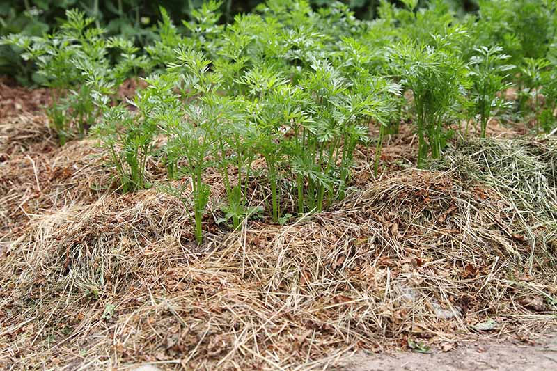 成排的胡萝卜顶生长在花园里，周围用稻草覆盖。亮绿色的树叶和周围地上的稻草形成了鲜明的对比。