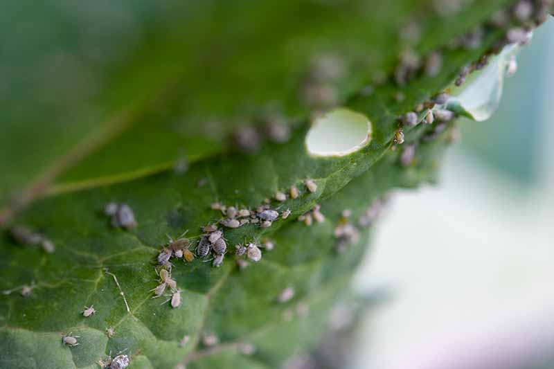 芸苔属植物上的近距离白色蚜虫oleracea叶子。成群的小虫子,叶有漏洞和损害。背景是软焦点。