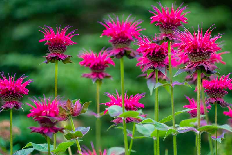 一个生动的粉红色蜂脂花的特写，在柔和的绿色背景上，花瓣与绿色茎的鲜明对比。