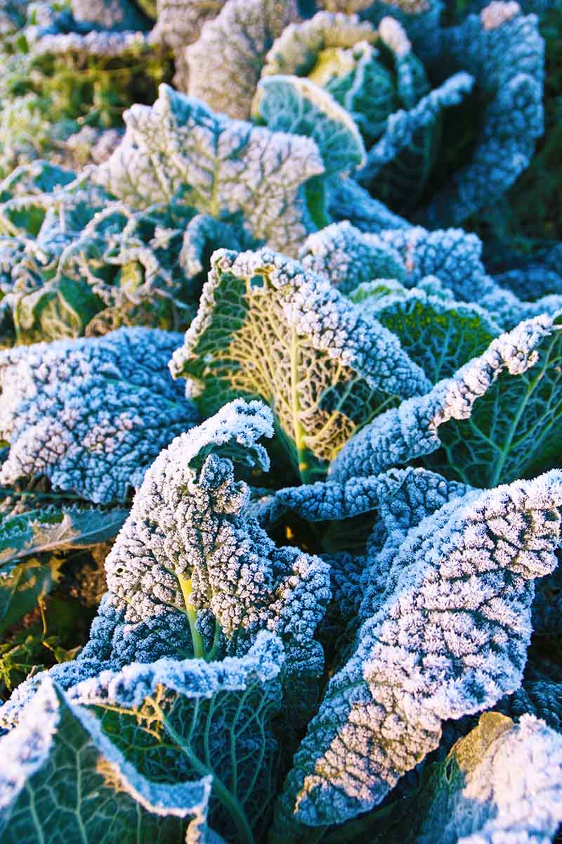 一个近距离垂直图像的卷心菜叶子在阳光下，上面有一层霜。