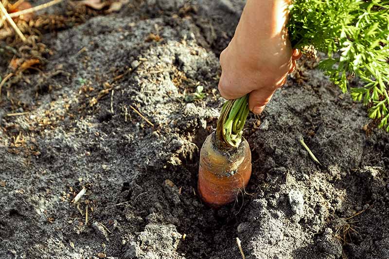 图片右侧的一只手握着一根胡萝卜的绿色顶部，轻轻地把它从土壤中拔出来。背景是浅阳光下的深色土壤。