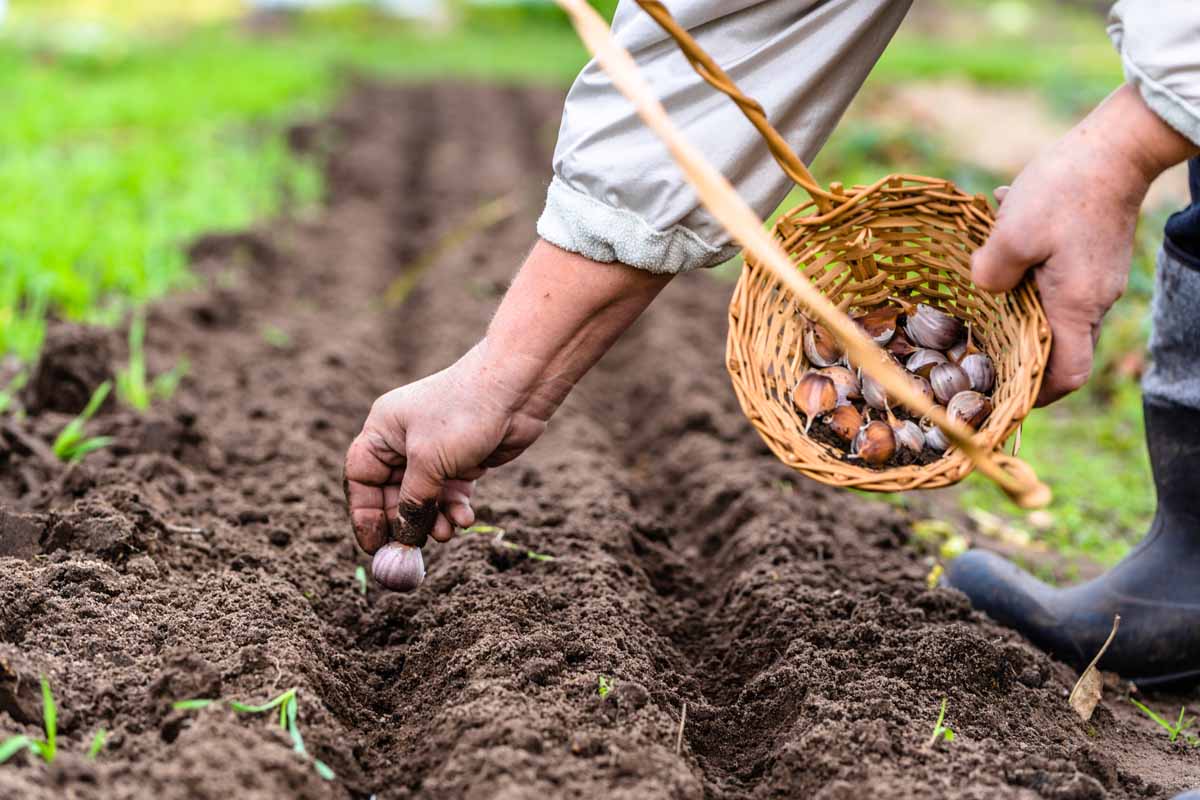 亲密的人的手,种植蒜头在小沟土壤中。他的另一只手拿着柳条篮子,包含更多大蒜鳞茎。背景是软焦点土壤和草。