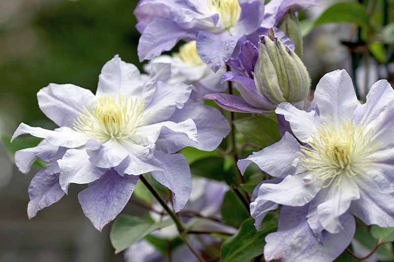 一个浅紫色的铁线莲花的特写，有一个花蕾闭合。背景是柔和的绿色树叶和植被。