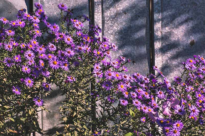一丛盛开的紫色紫菀，靠在金属栅栏旁。紫色的花朵有明亮的橙色中心，在明亮的阳光下，这些中心与绿色的叶子和投射在灰色金属上的阴影形成对比。