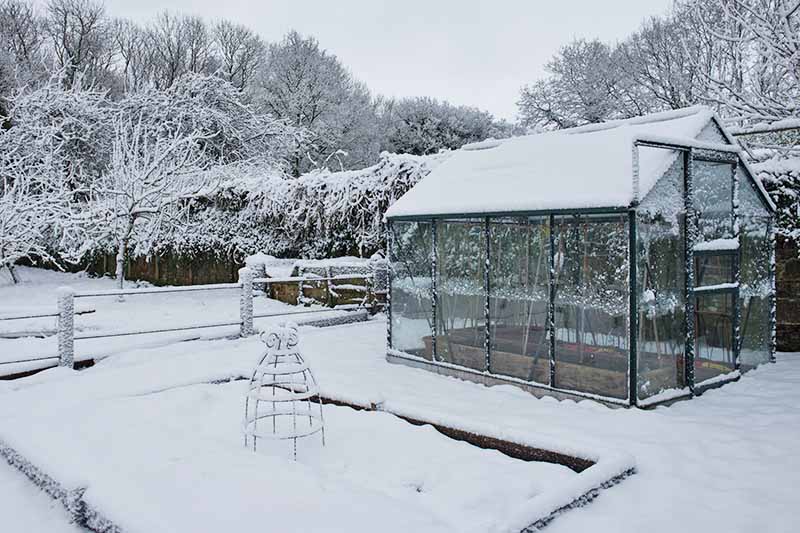 花园里冬日的景色。雪覆盖了温室的屋顶，一个凸起的花园床和周围的地面。背景是树木和被雪覆盖的白色栅栏。