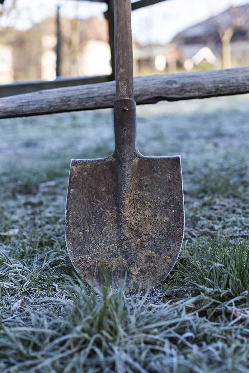 一个垂直的形象，一把花园铲子靠在一根木桩和栏杆栅栏上，在冬天的阳光下，结霜的草地上。