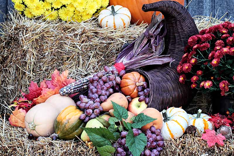 草包上陈列着秋天的蔬菜和水果。一个弯曲的柳条篮子，新鲜的农产品从篮子里倾泻而出。背景是黄色和红色的花朵。