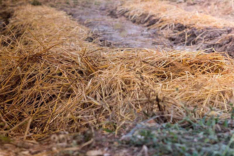 近距离的排在一个蔬菜花园，覆盖了一层稻草覆盖物为冬天。在垄与垄之间是光秃秃的霜冻土壤。