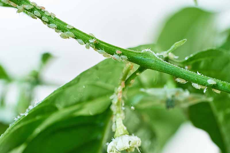 一种辣椒植物茎上的淡绿色蚜虫的特写。背景是一片树叶褪色到柔和的焦点。