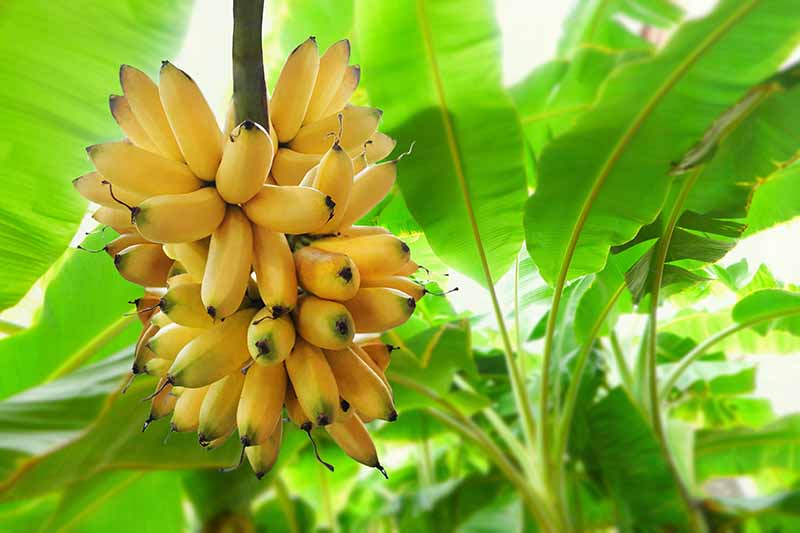 密切的照片一堆小,成熟,与明亮的黄色的香蕉果实在树上,绿叶在软焦点的背景光阳光。