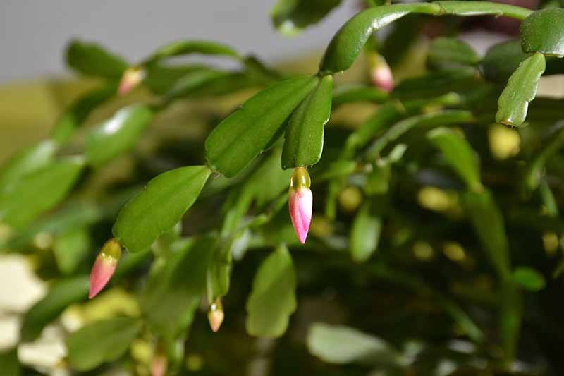 灯火通明的靠近茎尖的圣诞仙人掌植物表现出一个小小的粉红色的花蕾,在后台软焦点消退。