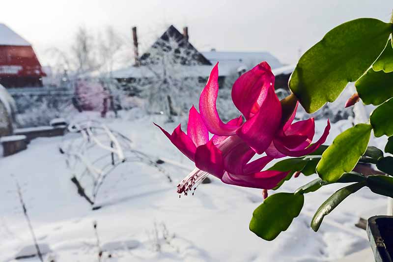 密切的一个生动的粉红色圣诞仙人掌植物和一些绿色茎段可见。在花园的背景是一个下雪的场景,房屋和树木。