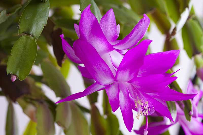 近距离的紫色和白色圣诞仙人掌花与茎软焦点的背景消失。
