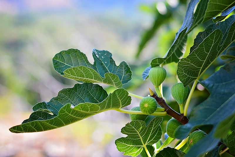 一棵无花果树上浅绿色的果实，与深绿色的叶子和棕色的茎形成鲜明的对比，背景是柔焦的。