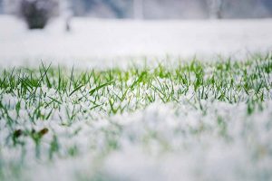 一个草坪的特写，明亮的绿色草叶从雪和霜中伸出来，有一个柔和的焦点背景。