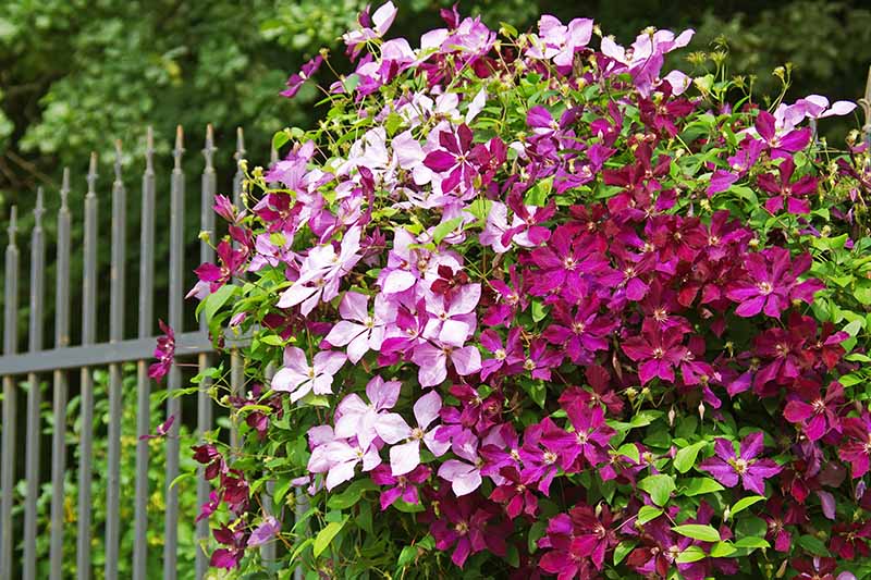 铁线莲藤蔓的特写，浅紫色和深紫色的花，绿色的叶子在他们后面，对着绿色的金属栅栏。背景是树木和植被。
