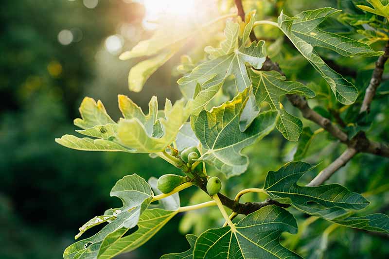 一个无花果树枝的特写，小的绿色未成熟的果实，和大的扁平的深绿色的叶子，在柔焦背景与过滤的阳光。