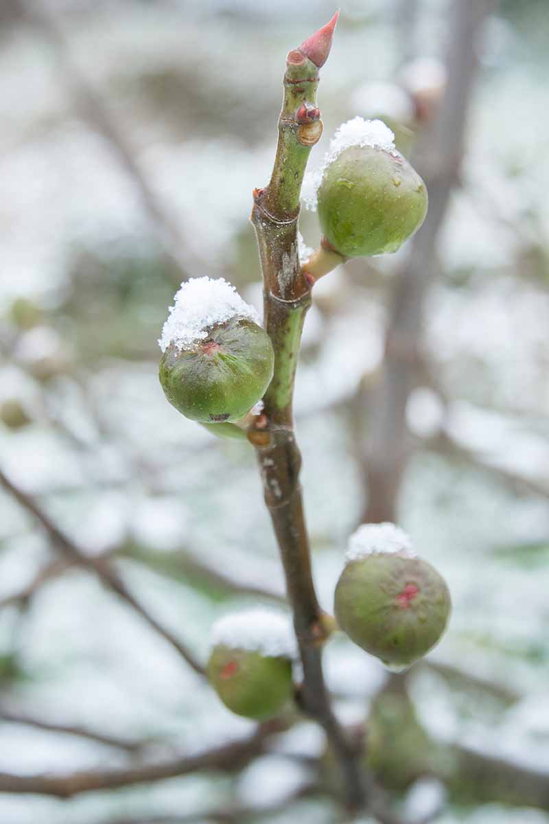 一幅垂直图显示了树枝上的绿色无花果果实，上面有一层薄薄的霜。背景逐渐淡入柔焦雪花园场景。