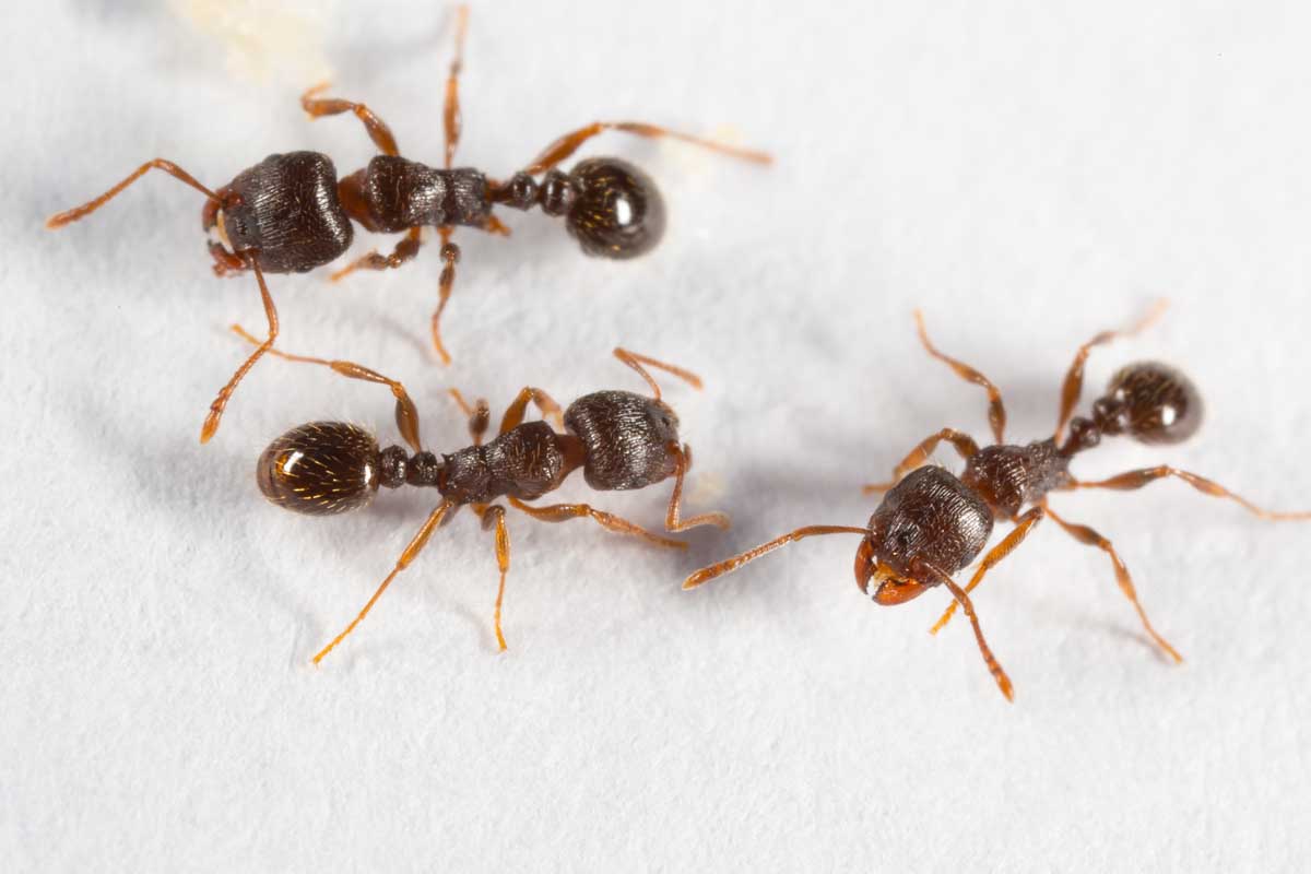 密切的三间大蒜头头浅棕色路面蚂蚁在白色的背景。