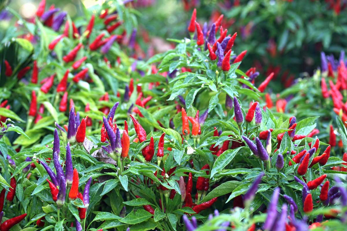 近距离的观赏辣椒植物与生动的紫色和红色直立水果、对比与绿色的树叶。
