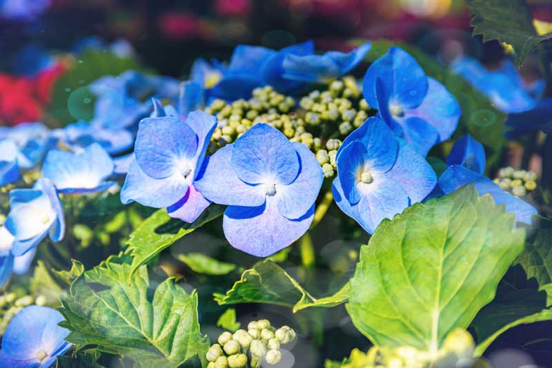 关闭水平图像的蓝色花朵蕾丝帽绣球花生长在花园里见光阳光。