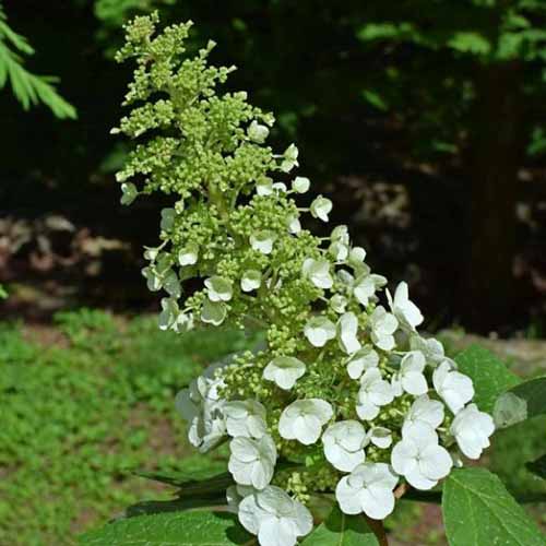 密切的花朵组成的“尿啊”绣球花种植在花园里。