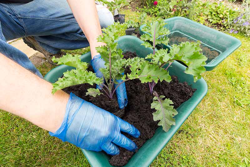 一个戴着蓝色手套的手在一个绿色的塑料花盆中种植羽衣甘蓝幼苗的特写，在黑暗的盆栽土壤中。背景是绿色的草。