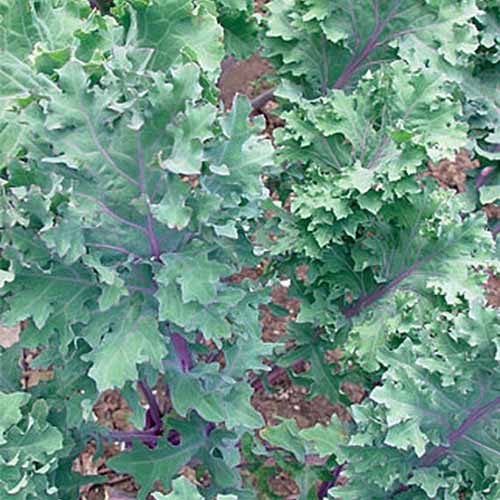 “红色冬天”羽衣甘蓝植物的特写，紫色的茎与绿色的叶子形成对比。背景是软焦土壤。