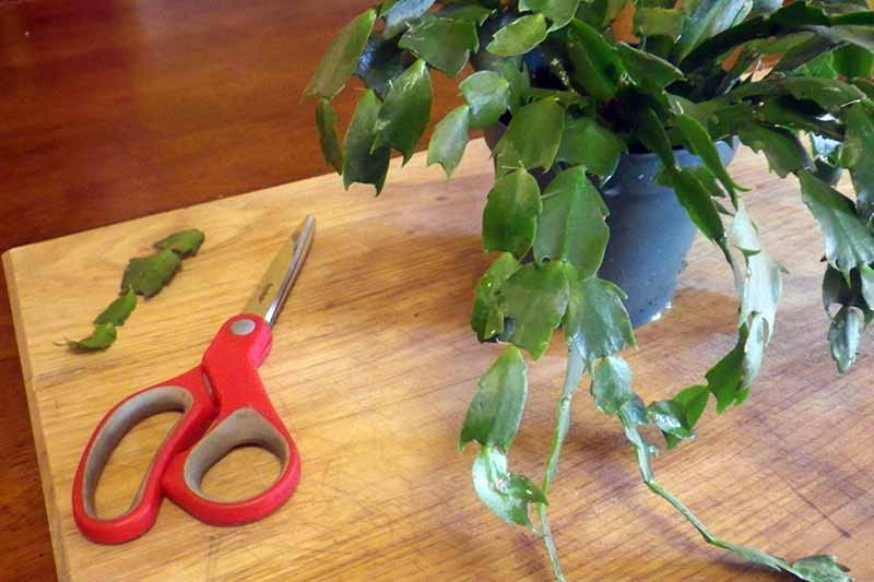 木表见一双红色剪刀左边的框架和一个圣诞仙人掌。旁边的剪刀是干细胞取自植物。