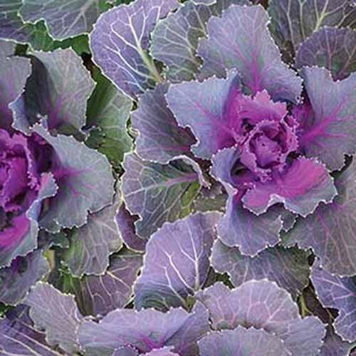花椰菜品种“歌鸟红”的特写。外面浅紫色的叶子，浅紫色的茎与深紫色的中心形成对比。