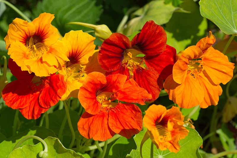 一个近距离的生动的红色和橙色旱金莲花在明亮的阳光下的软焦点背景。