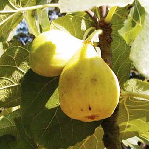 “白马赛”品种耐寒树的黄色果实的特写，在明亮的阳光下，树叶在背景中。