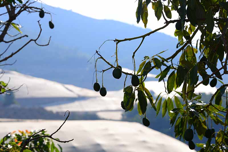 一棵鳄梨树的特写，果实挂在树枝上，周围是树叶和雪，背景是明亮的阳光下的山。