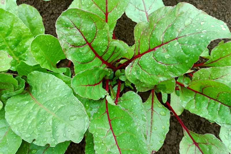 这是一张从上到下的甜菜的照片，它生长在花园中，有亮绿色的叶子和暗红色的茎和脉。