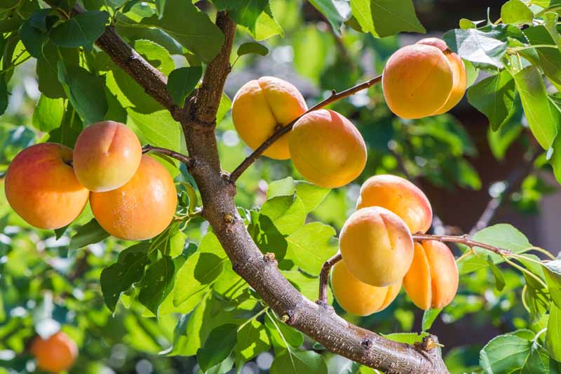 成熟的水果哈迪在寒冷的杏树。