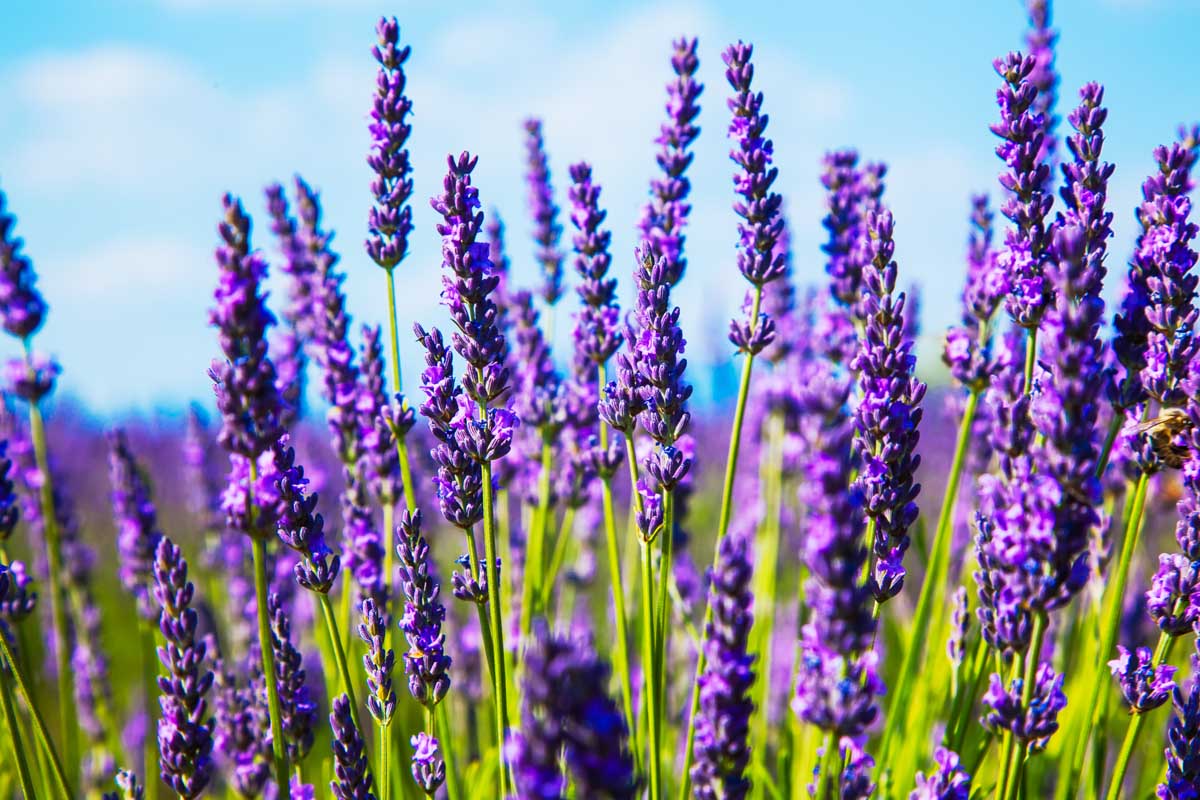 密切的紫色薰衣草花开花植物在一个领域在阳光明亮的蓝色天空背景中。BOB体育APP苹果下载